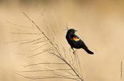 Red-winged Blackbird