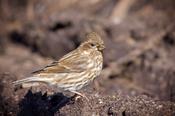 Purple Finch