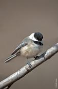 Black-capped Chickadee