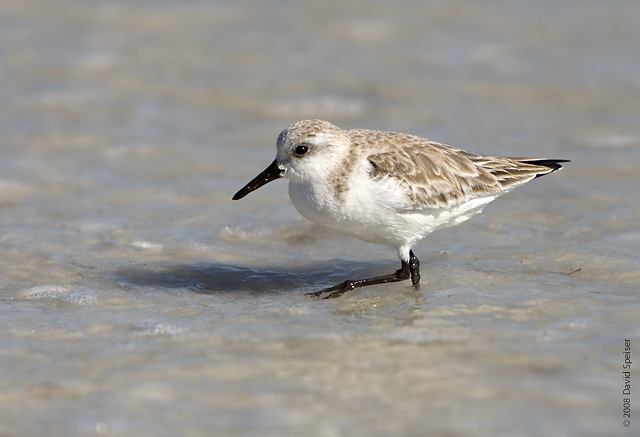 Sanderling