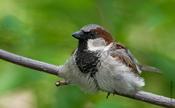 House Sparrow