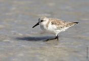 Sanderling