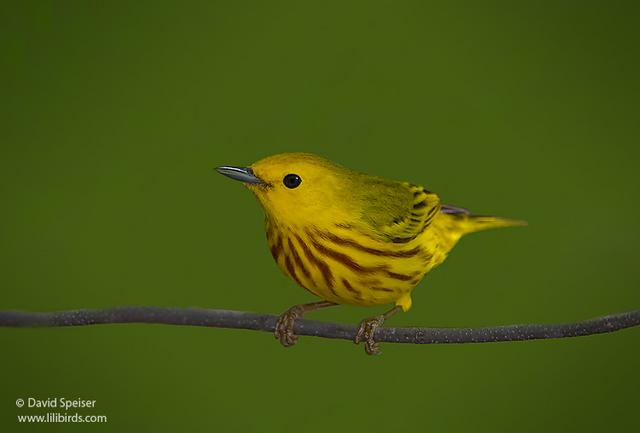 Yellow Warbler