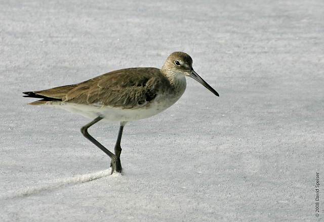 Willet