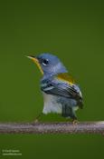 Northern Parula