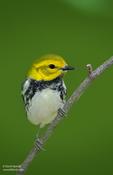 Black-throated Green Warbler