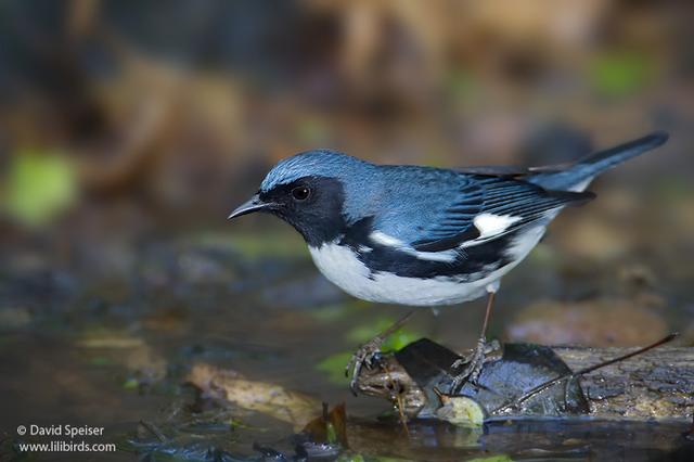 Black-throated Blue Warbler