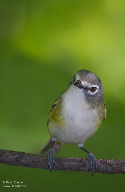 Blue-headed Vireo