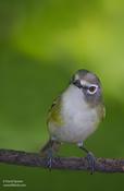 Blue-headed Vireo