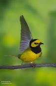 Hooded Warbler