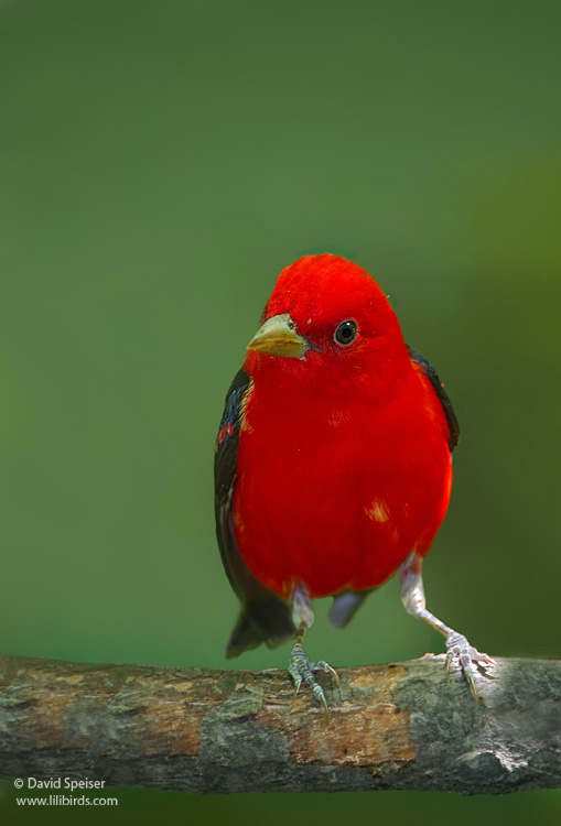 Scarlet Tanager