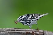 Black-and-White Warbler