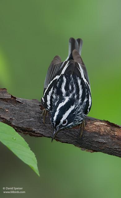 Black-and-White Warbler