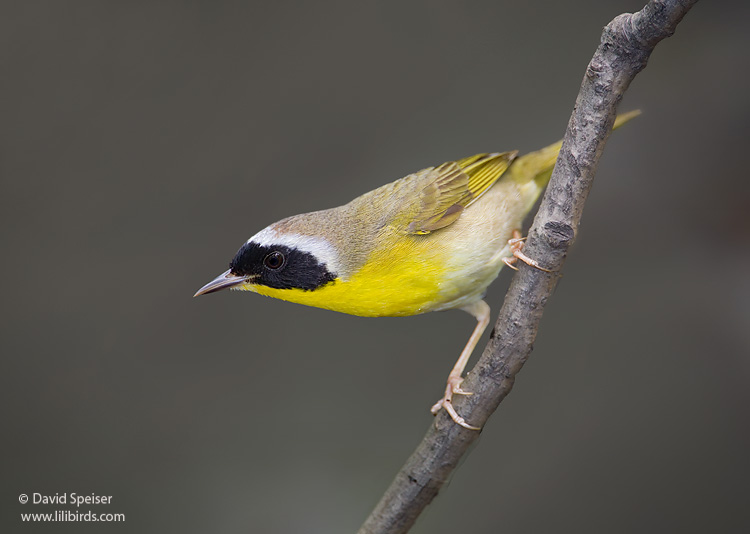 Common Yellowthroat