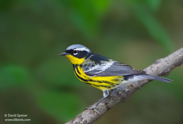 Magnolia Warbler