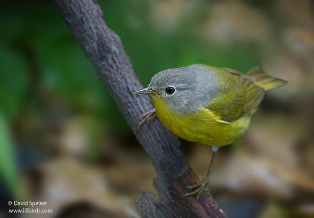 Nashville Warbler