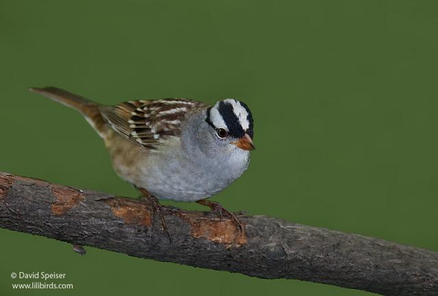 White-crowned Sparrow