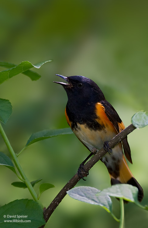 American Redstart