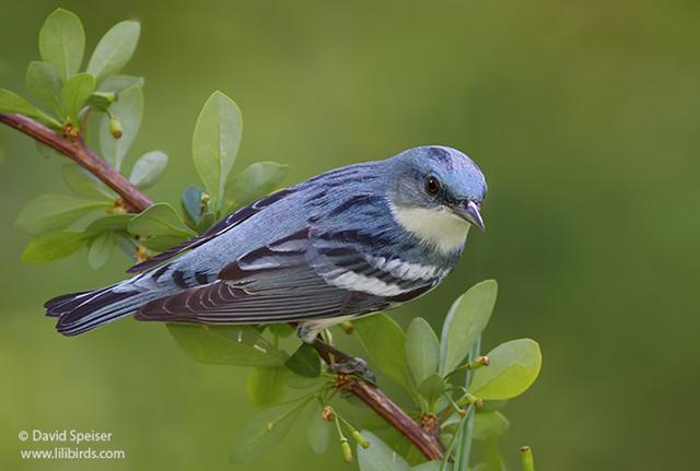 Cerulean Warbler