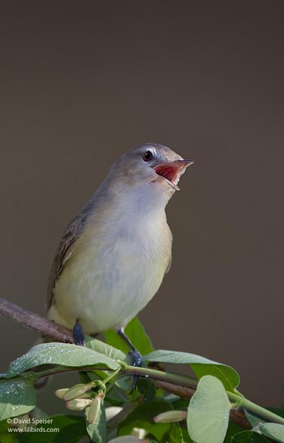 Warbling Vireo