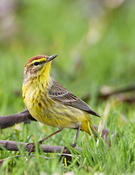 Palm Warbler