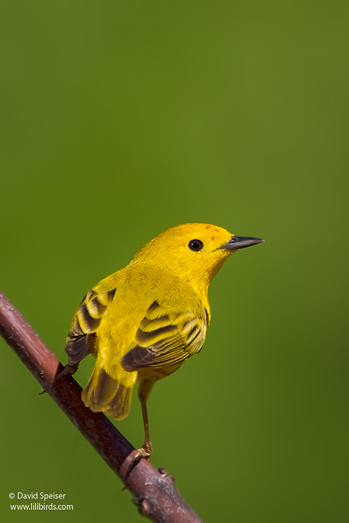 Yellow Warbler