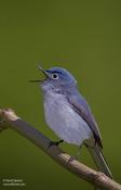 Blue-gray Gnatcatcher