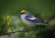 Brewster's Warbler