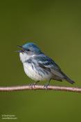 Cerulean Warbler