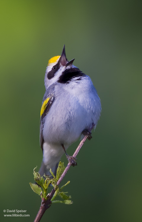 Golden-winged Warbler