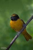 Baltimore Oriole