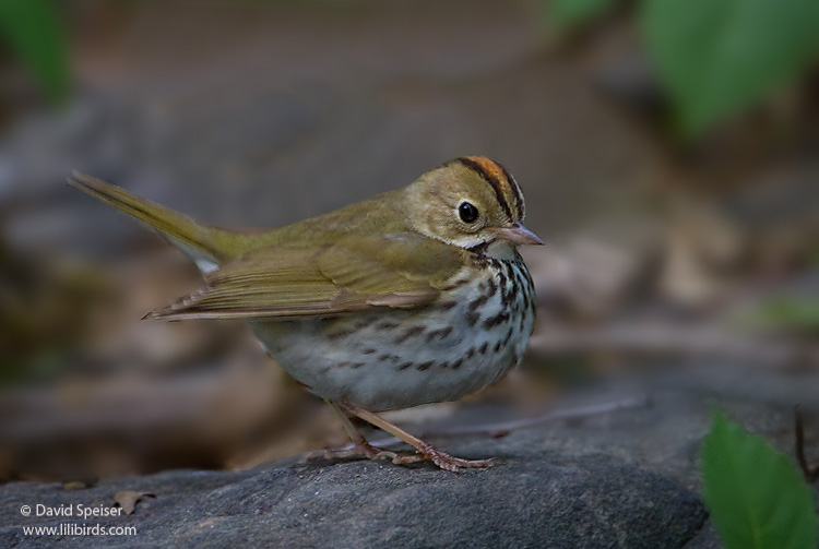 Ovenbird