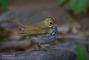 Ovenbird