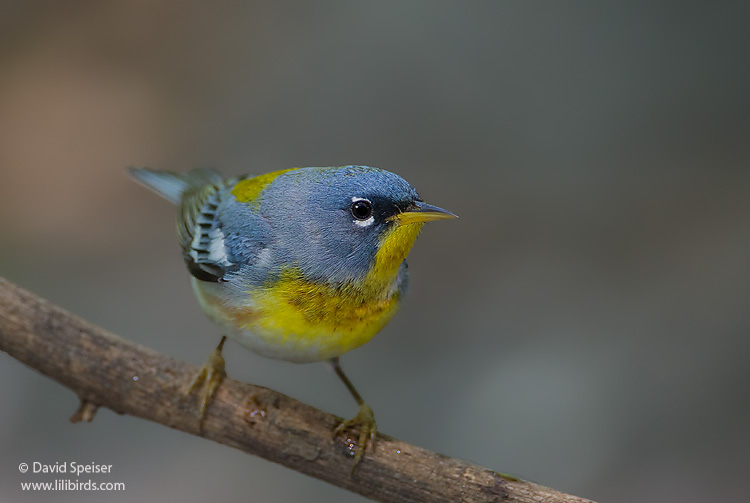 Northern Parula