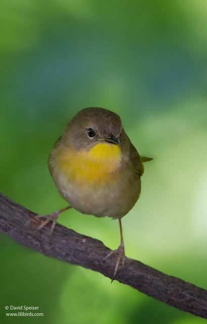 Common Yellowthroat (female)