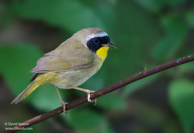 common yellowthroat 2