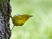 Pine Warbler