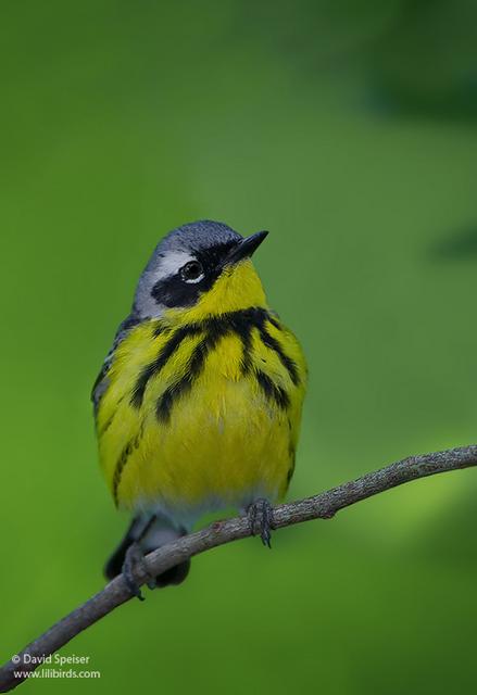 Magnolia Warbler