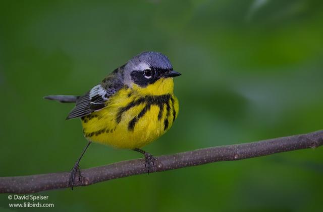 magnolia warbler 2