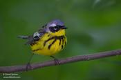 magnolia warbler 2