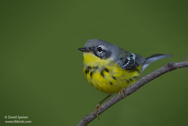 Magnolia Warbler