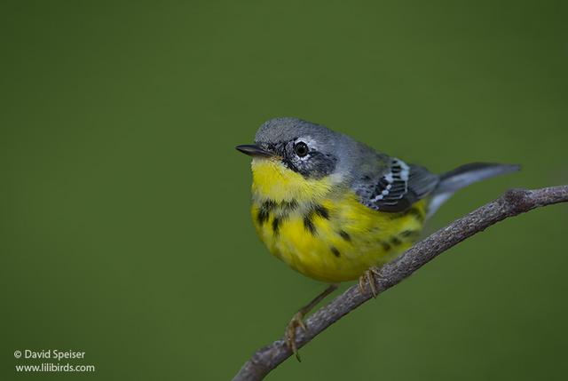 Magnolia Warbler