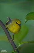 Blue-winged Warbler (female)