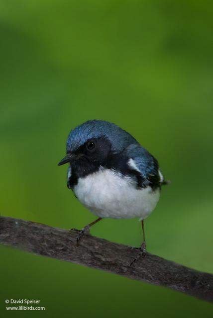 Black-throated Blue Warbler