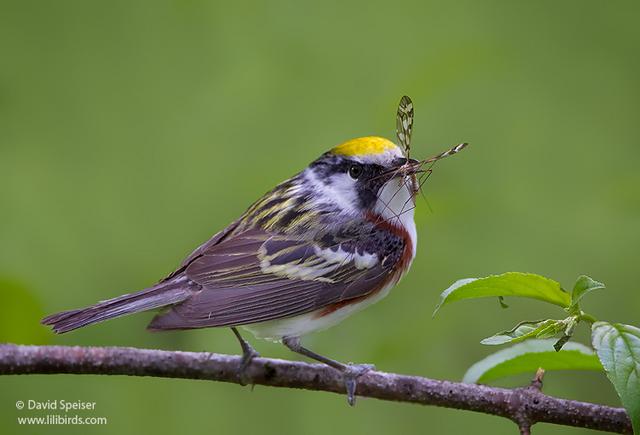 Chestnut-sided Warbler