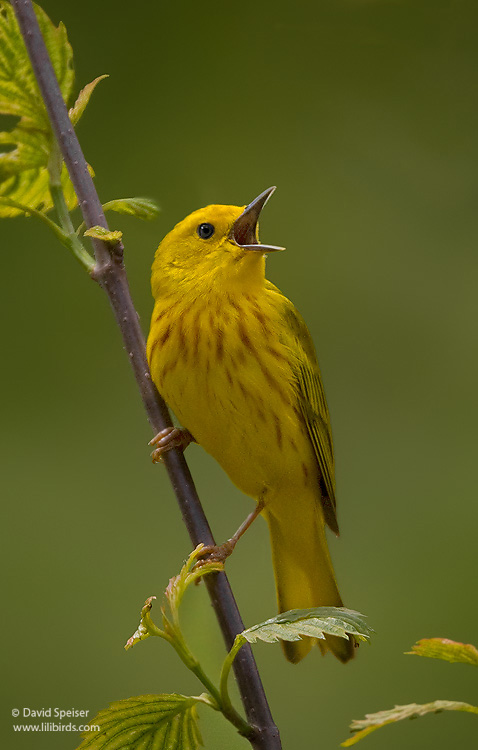 Yellow Warbler