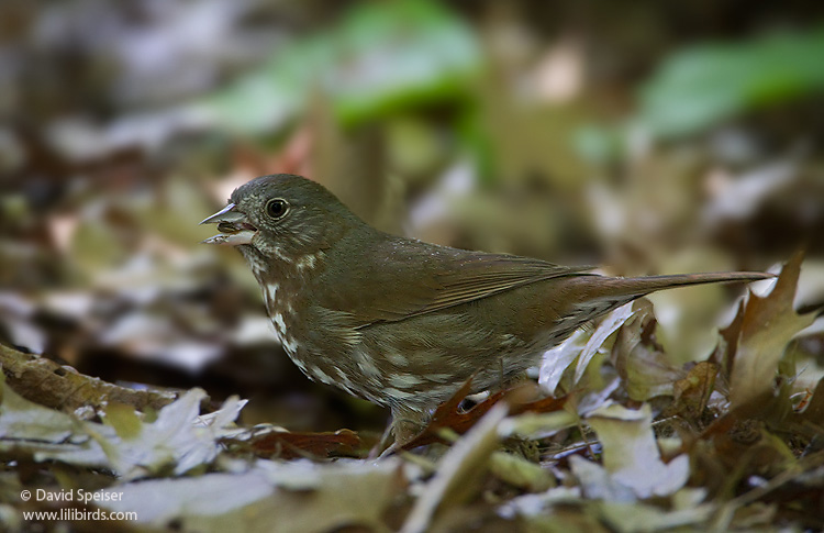 "Sooty" Fox Sparrow