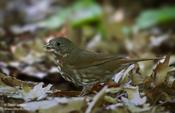 "Sooty" Fox Sparrow