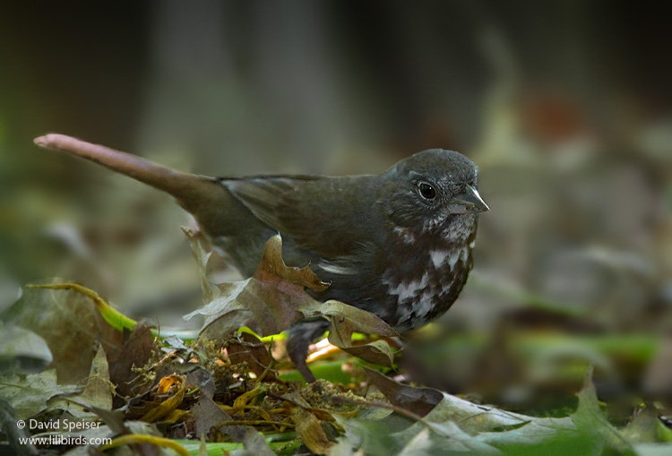 "Sooty" Fox Sparrow