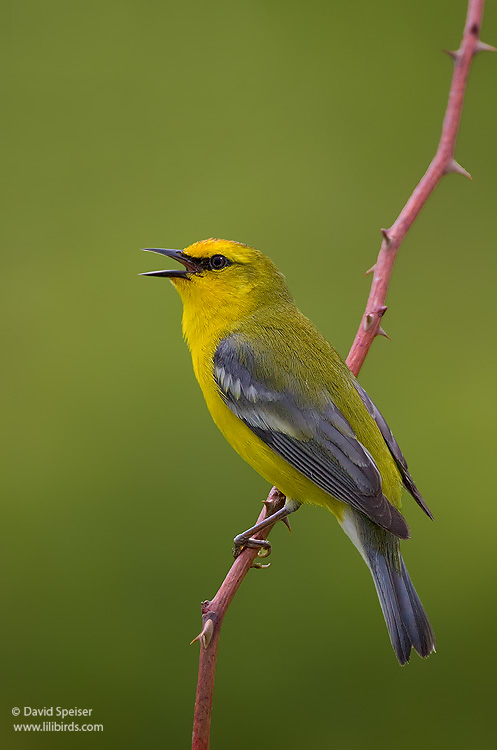 Blue-winged Warbler